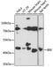 BRISC And BRCA1 A Complex Member 2 antibody, A15122, ABclonal Technology, Western Blot image 
