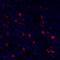 CD134 antibody, A700-042, Bethyl Labs, Immunohistochemistry frozen image 
