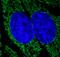 CD107b antibody, FNab04686, FineTest, Immunofluorescence image 