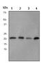 Mitochondrially Encoded Cytochrome C Oxidase II antibody, ab79393, Abcam, Western Blot image 