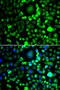 BH3-Like Motif Containing, Cell Death Inducer antibody, MBS129872, MyBioSource, Immunofluorescence image 