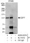 E2F Transcription Factor 7 antibody, A303-037A, Bethyl Labs, Immunoprecipitation image 