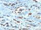Cell Division Cycle 20 antibody, NBP2-44406, Novus Biologicals, Immunohistochemistry frozen image 