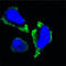 P21 (RAC1) Activated Kinase 2 antibody, abx010330, Abbexa, Enzyme Linked Immunosorbent Assay image 