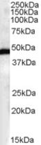 F-Box And Leucine Rich Repeat Protein 2 antibody, orb18815, Biorbyt, Western Blot image 