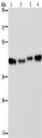 HDJ2 antibody, TA350069, Origene, Western Blot image 