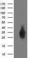 Dual Specificity Phosphatase And Pro Isomerase Domain Containing 1 antibody, TA501880, Origene, Western Blot image 