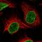 Ring Finger Protein 6 antibody, HPA039343, Atlas Antibodies, Immunofluorescence image 