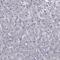 Leucine Rich Repeat Containing 39 antibody, HPA077159, Atlas Antibodies, Immunohistochemistry frozen image 
