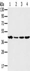 MK12 antibody, TA350389, Origene, Western Blot image 