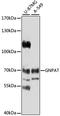 Glyceronephosphate O-Acyltransferase antibody, STJ23825, St John