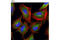 MEK1, MEK2 antibody, 8727T, Cell Signaling Technology, Immunocytochemistry image 