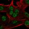 Integrator Complex Subunit 9 antibody, HPA066822, Atlas Antibodies, Immunofluorescence image 