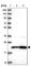 Ribosomal Protein L17 antibody, HPA043724, Atlas Antibodies, Western Blot image 