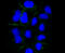 Lysosomal Associated Membrane Protein 2 antibody, 13-868, ProSci, Immunohistochemistry paraffin image 
