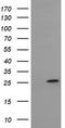 Mitochondrial Ribosomal Protein S34 antibody, LS-C174234, Lifespan Biosciences, Western Blot image 