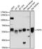 Peptidase D antibody, A5416, ABclonal Technology, Western Blot image 
