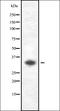 Guanylate Cyclase 1 Soluble Subunit Alpha 1 antibody, orb337347, Biorbyt, Western Blot image 