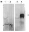 NIMA Related Kinase 2 antibody, orb345429, Biorbyt, Western Blot image 