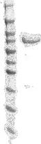 Janus Kinase 2 antibody, TA354488, Origene, Western Blot image 