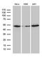 Actin Related Protein 3 antibody, TA812198S, Origene, Western Blot image 