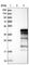 UBX Domain Protein 10 antibody, HPA028555, Atlas Antibodies, Western Blot image 