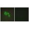Docking Protein 6 antibody, A13411, Boster Biological Technology, Immunofluorescence image 