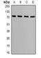mtHSP70 antibody, LS-B16892, Lifespan Biosciences, Western Blot image 
