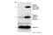 Histone H3 antibody, 9706S, Cell Signaling Technology, Western Blot image 