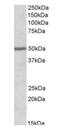 Paired Box 1 antibody, orb22555, Biorbyt, Western Blot image 