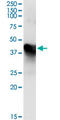 Methionine Adenosyltransferase 1A antibody, LS-C197653, Lifespan Biosciences, Immunoprecipitation image 