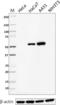 Cytokeratin 6 antibody, 606102, BioLegend, Western Blot image 