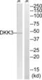 Dickkopf WNT Signaling Pathway Inhibitor 3 antibody, abx014422, Abbexa, Western Blot image 