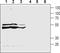 Cysteinyl Leukotriene Receptor 2 antibody, PA5-77473, Invitrogen Antibodies, Western Blot image 