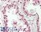 SUMO Specific Peptidase 3 antibody, LS-B14091, Lifespan Biosciences, Immunohistochemistry paraffin image 