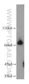 Coiled-Coil Domain Containing 93 antibody, 20861-1-AP, Proteintech Group, Western Blot image 