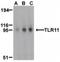 TLR11 antibody, NBP1-77202, Novus Biologicals, Western Blot image 
