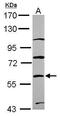Zinc Finger Protein 671 antibody, PA5-30830, Invitrogen Antibodies, Western Blot image 