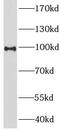 LHRHR antibody, FNab04768, FineTest, Western Blot image 
