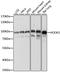 Protein Hook homolog 3 antibody, A15536, ABclonal Technology, Western Blot image 