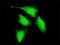 PR/SET Domain 4 antibody, H00011108-M02, Novus Biologicals, Immunofluorescence image 