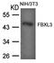 F-box/LRR-repeat protein 3 antibody, orb43401, Biorbyt, Western Blot image 