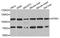 Neurotrophic Receptor Tyrosine Kinase 1 antibody, orb136009, Biorbyt, Western Blot image 