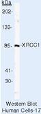 X-Ray Repair Cross Complementing 1 antibody, MA5-13409, Invitrogen Antibodies, Western Blot image 