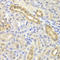 DIAPH1 antibody, LS-C334279, Lifespan Biosciences, Immunohistochemistry frozen image 