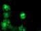 Tubulin Folding Cofactor C antibody, MA5-25974, Invitrogen Antibodies, Immunocytochemistry image 