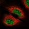 Diacylglycerol Kinase Zeta antibody, NBP2-13918, Novus Biologicals, Immunofluorescence image 
