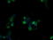 Src Like Adaptor 2 antibody, LS-C174185, Lifespan Biosciences, Immunofluorescence image 