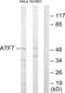 Cyclic AMP-dependent transcription factor ATF-7 antibody, abx013408, Abbexa, Western Blot image 