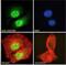 Protein CLEC16A antibody, NBP1-00171, Novus Biologicals, Immunocytochemistry image 